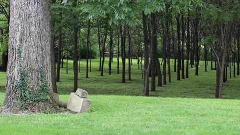 Line of Skinny Trees Stock Footage 75035165