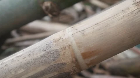 A line of small ants crawling on a dry bamboo stalk Stock Footage 327731350