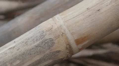 A line of small ants crawling on a dry bamboo stalk Stock Footage 327731353