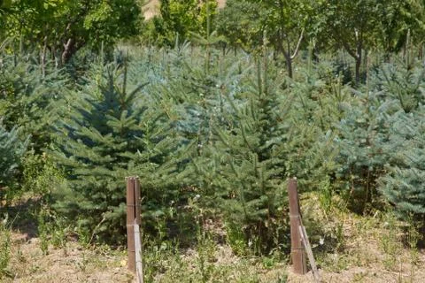 A line of small pine trees on tropical weather on sunny day . Close up of a C Stock Photos