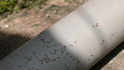 A line of small, reddish-brown ants marches across a light gray PVC pipe. Stockbeeldmateriaal 329594598