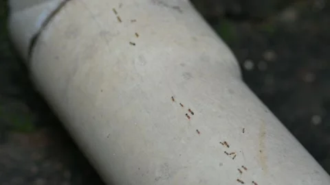 A line of small, reddish-brown ants marches across a light gray PVC pipe. Видео 329594600