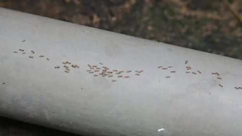 A line of small, reddish-brown ants marches across a light gray PVC pipe. Видео 329594602