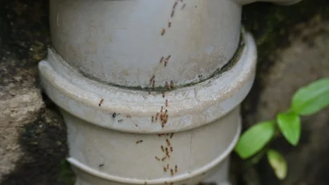 A line of small, reddish-brown ants marches across a light gray PVC pipe. 库存影片 329594606