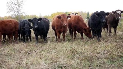 Line Up of Steers Stock Footage 153240318