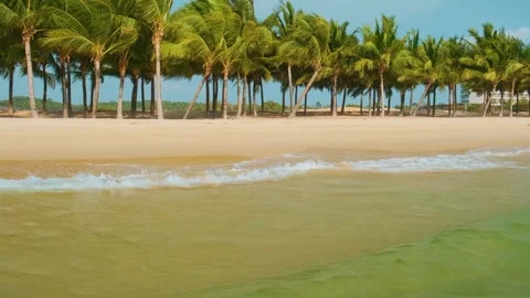 Line of tall palm trees swaying in breeze along pristine tropical sandy beach Stock Footage 312813723