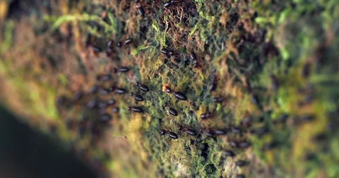 A line of termites moves along the moss Stock Footage 116814907
