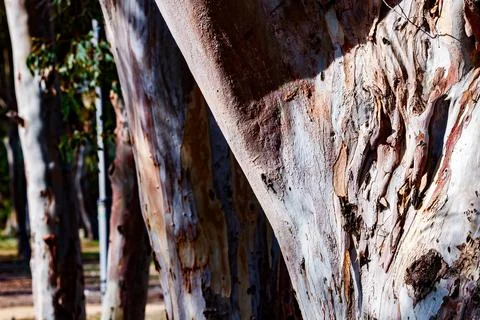Line of Textured Trunks in Soft Focus Stock Photos