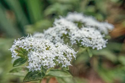 A line of tiny sawtooth candyleaf flowers bouquets Stock Photos