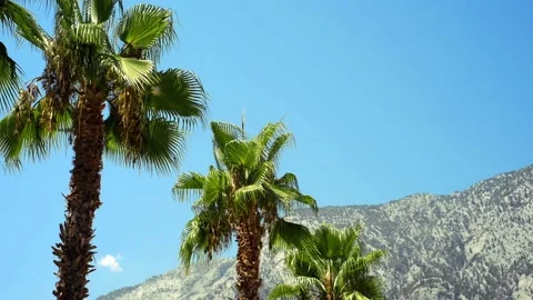 Line the top of palm trees on blue sky and mountains background. Stock Footage 118970919