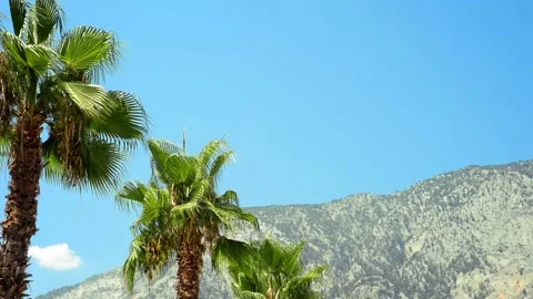 Line the top of palm trees on blue sky and mountains background. Video stock 118971964