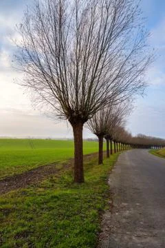 A line of traditionally pruned willow trees. Picture from Scania county, Sweden Foto stock
