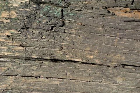 Line on the tree Foto stock