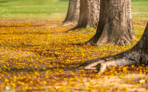 Line of tree trunk or tree stub 스톡 사진