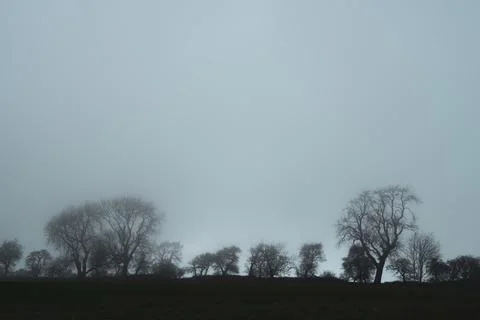 A line of trees across fields, silhouetted against the sky. Stock Photos
