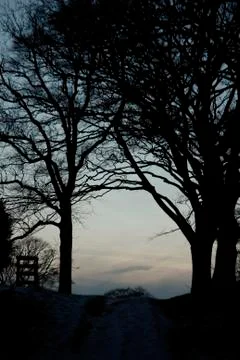 Line of trees at dusk Stock-Fotos