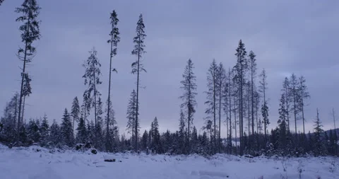 Line of trees in mountains, covered with snow. Stock Footage 147634637
