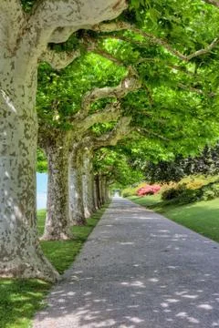 Line of trees in a park Stock Photos