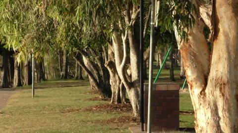 Line of trees at the park Foto stock