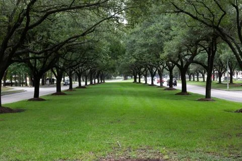 Line of Trees Stock Photos