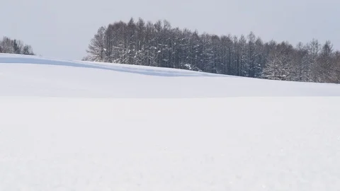 Line of trees in a snow field, Biei, Hokkaido, Japan Stock Footage 102262079
