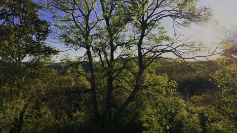 A line of trees with the sun behind 4k HDR Stock Footage 318536887