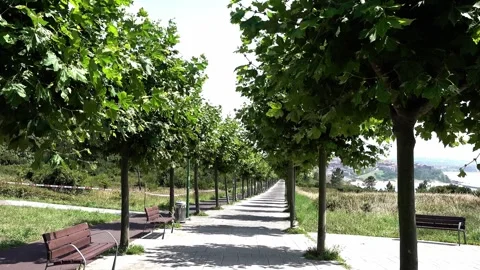 Line of trees walkway Stock Footage 315609625