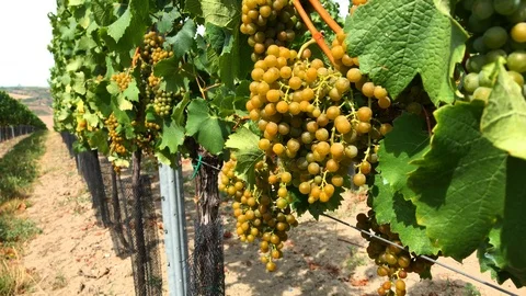 Line of vine trunks with white grape berries in vineyard Video stock 93742523