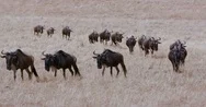 Line Wildebeest Migrating Maasai Mara Kenya Africa Stock Footage