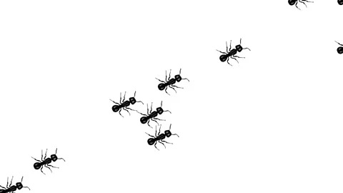 A line of worker ants marching in search of food. Stock Footage 308151332