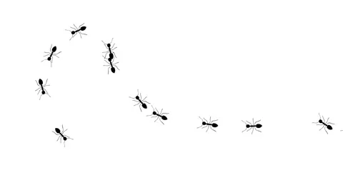 A line of worker ants marching in search of food. Symbolizing teamwork Stock Footage 311841725
