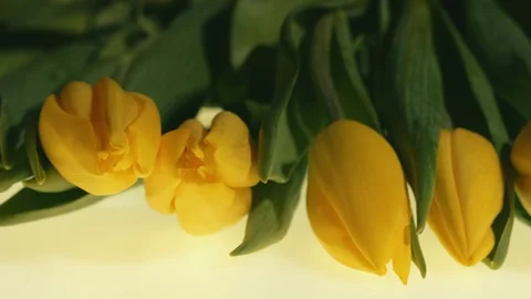 Line of yellow tulips Stock Footage 104169274