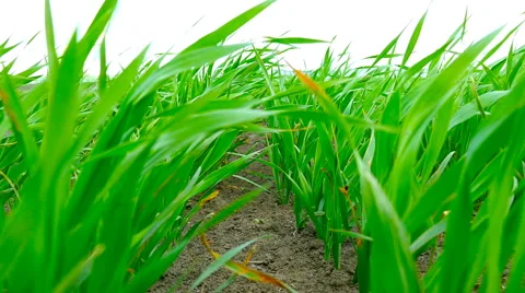 Line of young green wheat Stock Footage 63277605