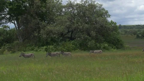 Line of Zebra walking across open field in the african bush Vídeo Stock 301316405