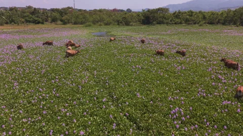 Linear Aerial Flyover of Blooming Marshland With Grazing Cows Description Stock Footage 344864104