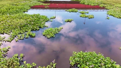 Linear Aerial Flyover Over Marsh with Bridge Reflection in Calm Pond Stock Footage 344785173