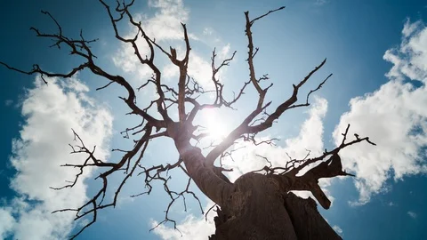 A linear and pan timelapse shooting up against a dry, dead tree with abstract Stock-Footage 143707068