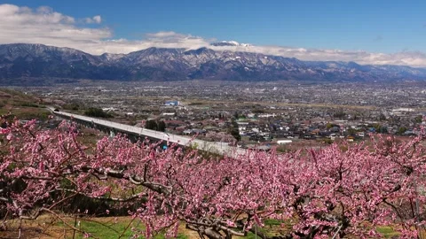 Linear and Peach Blossoms Video stock 332241801