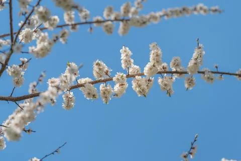Linear branch adorned with repeating white flowers against clear blue backdro Stock Photos