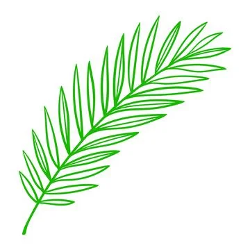 Linear coconut palm leaf. Decorative image of tropical foliage and plant. Illustrazione stock