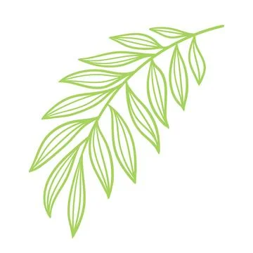 Linear date palm leaf. Decorative image of tropical foliage and plant. Illustrazione stock