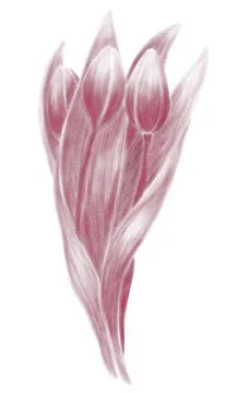 Linear drawing of a bouquet of three tulips Stock Illustration