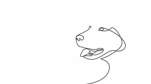 Linear drawing of a labrador, dog outline. A dog is man's best friend Stock Footage 233978048