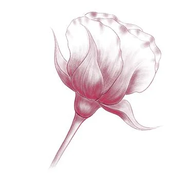 Linear drawing of rosebud with hatching side view Stock Illustration