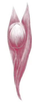 Linear drawing of a tulip bud one isolated element Stock Illustration