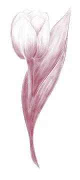 Linear drawing of a tulip with leaves one isolated element Stock Illustration