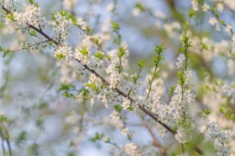 Linear flowering branch crossing frame with clusters of white blooms and new  Stock Photos