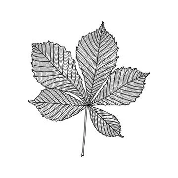 Linear graphic of chestnut leaf isolated on white background Stock Illustration