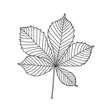 Linear graphic drawing of chestnut leaf isolated on white background Illustrazione stock