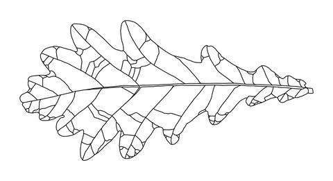 Linear graphic oak leaf drawing isolated on white background Stock Illustration